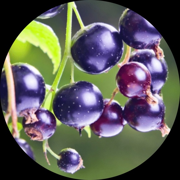 blackcurrant17
